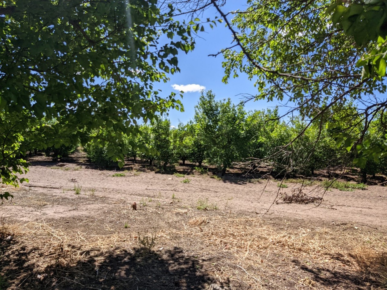 VENDO FINCA  EN  COLONIA LOPEZ - VILLA ATUEL - SAN RAFAEL- MENDOZA