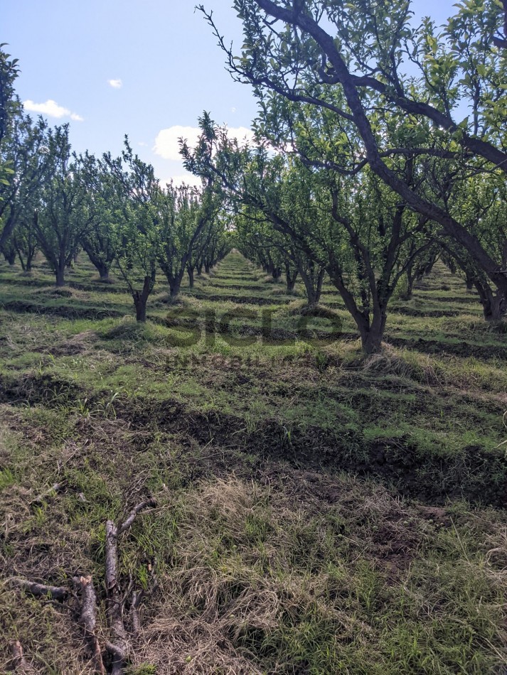 VENDO FINCA  EN  COLONIA LOPEZ - VILLA ATUEL - SAN RAFAEL- MENDOZA