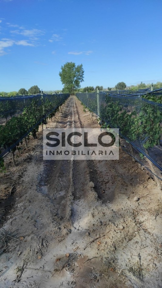 Oportunidad de inversion: Finca de 6ha. con viñedo, en San Rafael,  Mendoza