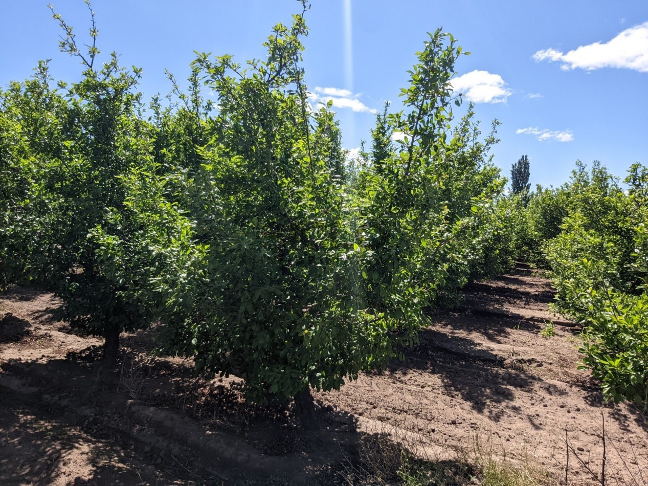 VENDO FINCA  EN  COLONIA LOPEZ - VILLA ATUEL - SAN RAFAEL- MENDOZA