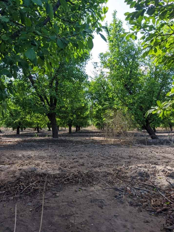 VENDO FINCA  EN  COLONIA LOPEZ - VILLA ATUEL - SAN RAFAEL- MENDOZA