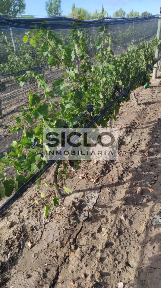 Oportunidad de inversion: Finca de 6ha. con viñedo, en San Rafael,  Mendoza