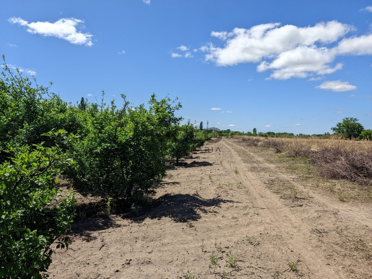 VENDO FINCA  EN  COLONIA LOPEZ - VILLA ATUEL - SAN RAFAEL- MENDOZA