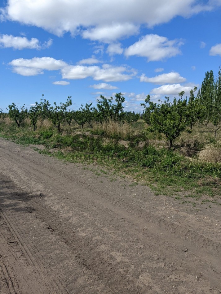 VENDO FINCA  EN  COLONIA LOPEZ - VILLA ATUEL - SAN RAFAEL- MENDOZA