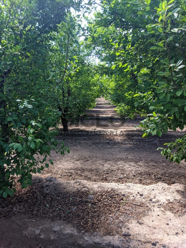 VENDO FINCA  EN  COLONIA LOPEZ - VILLA ATUEL - SAN RAFAEL- MENDOZA