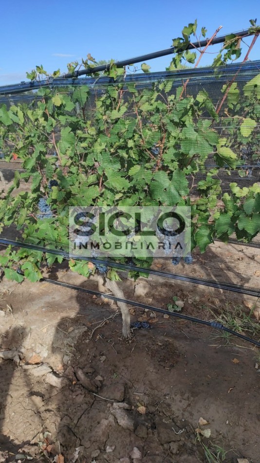 Oportunidad de inversion: Finca de 6ha. con viñedo, en San Rafael,  Mendoza
