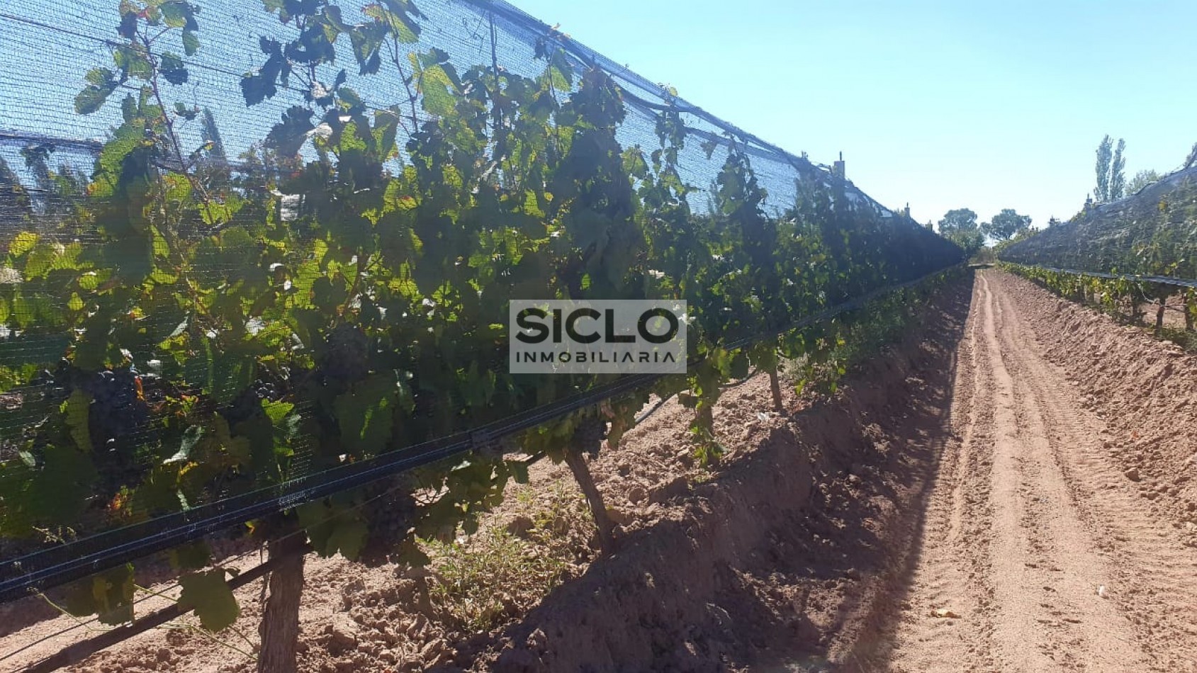 Oportunidad de inversion: Finca de 6ha. con viñedo, en San Rafael,  Mendoza
