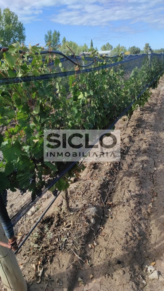 Oportunidad de inversion: Finca de 6ha. con viñedo, en San Rafael,  Mendoza