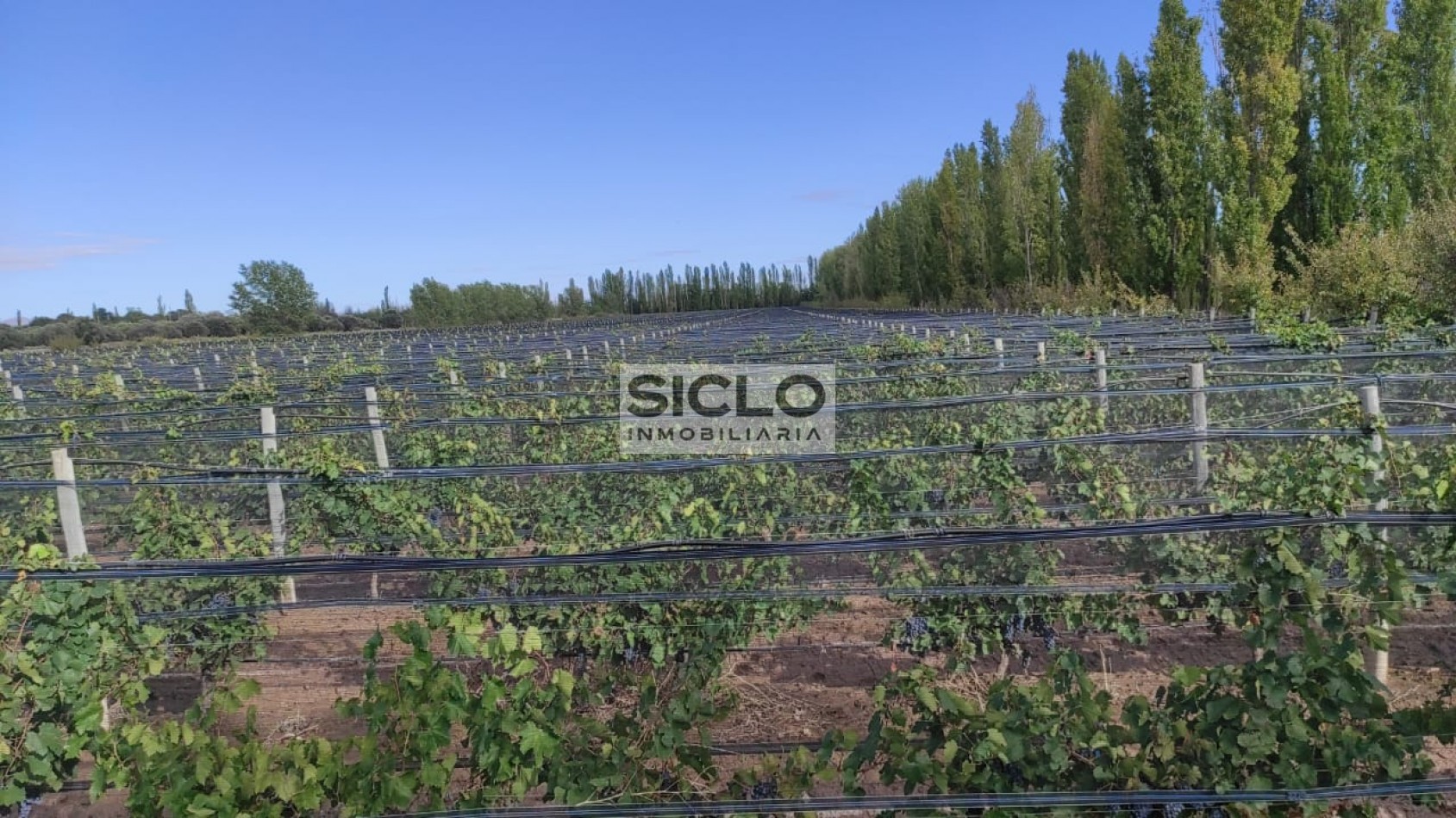 Oportunidad de inversion: Finca de 6ha. con viñedo, en San Rafael,  Mendoza
