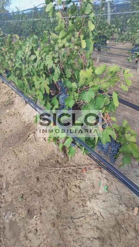 Oportunidad de inversion: Finca de 6ha. con viñedo, en San Rafael,  Mendoza