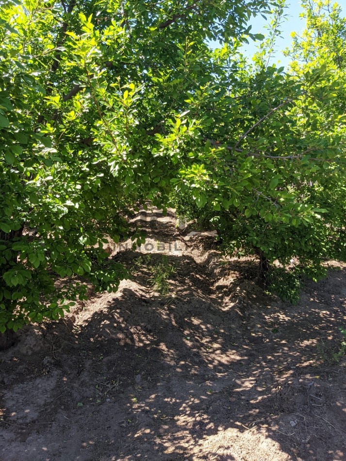 VENDO FINCA  EN  COLONIA LOPEZ - VILLA ATUEL - SAN RAFAEL- MENDOZA