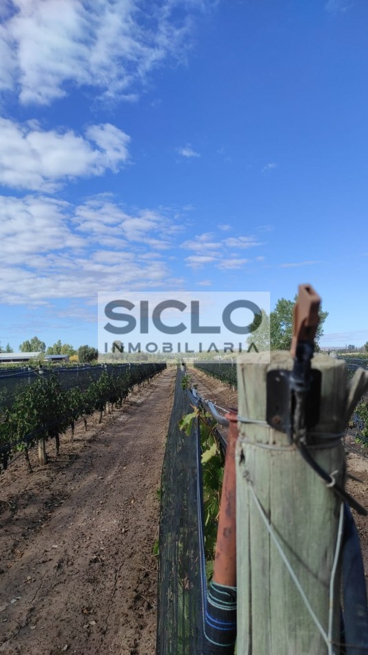 Oportunidad de inversion: Finca de 6ha. con viñedo, en San Rafael,  Mendoza