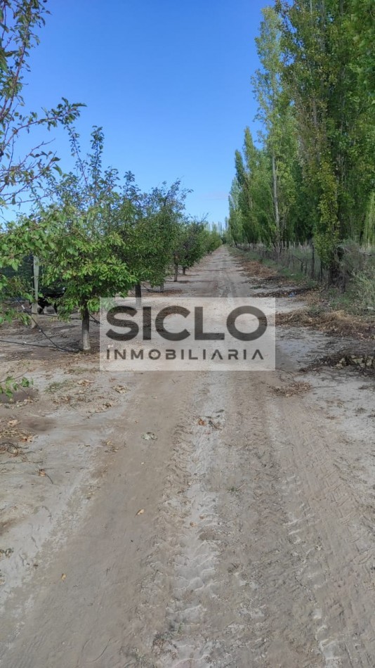 Oportunidad de inversion: Finca de 6ha. con viñedo, en San Rafael,  Mendoza