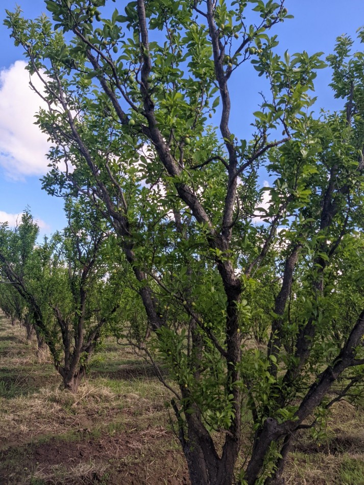 VENDO FINCA  EN  COLONIA LOPEZ - VILLA ATUEL - SAN RAFAEL- MENDOZA