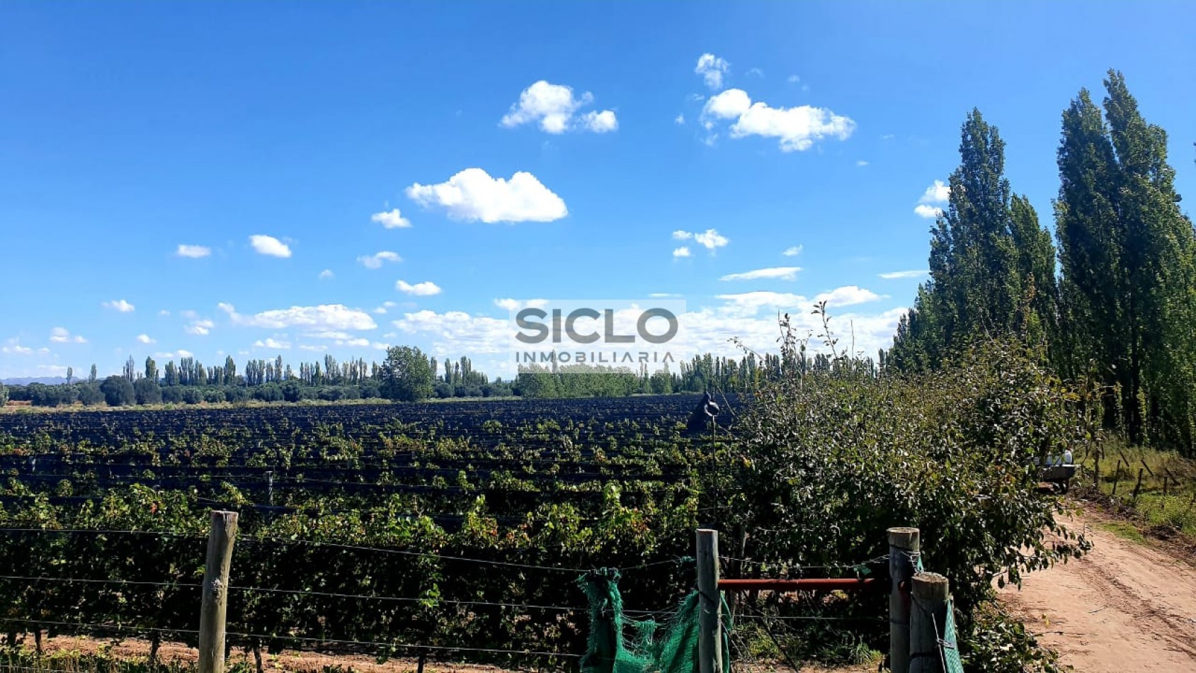 Oportunidad de inversion: Finca de 6ha. con viñedo, en San Rafael,  Mendoza