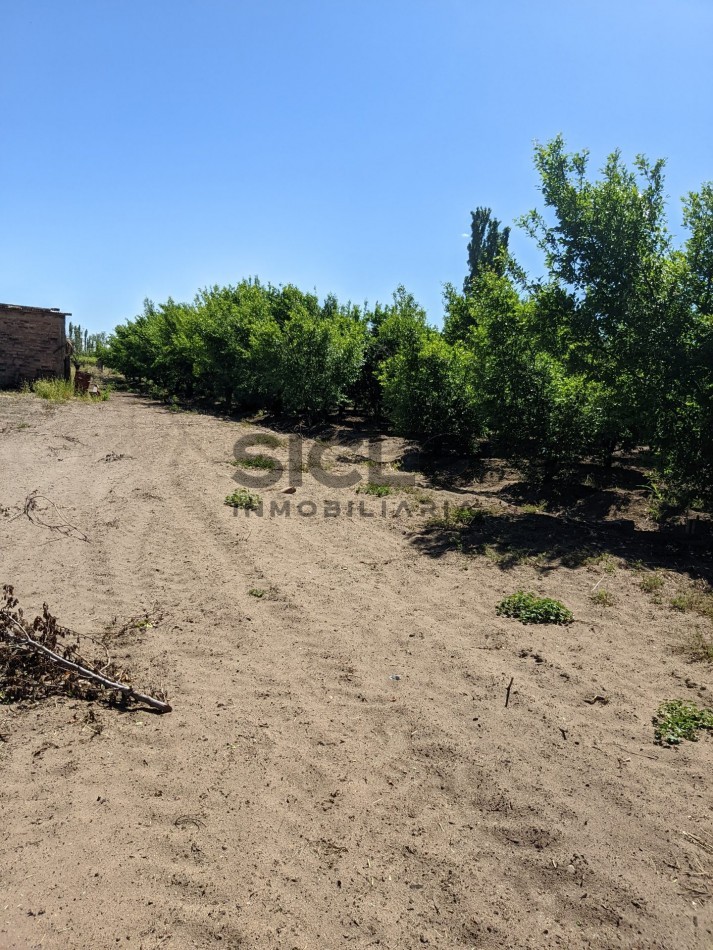 VENDO FINCA  EN  COLONIA LOPEZ - VILLA ATUEL - SAN RAFAEL- MENDOZA