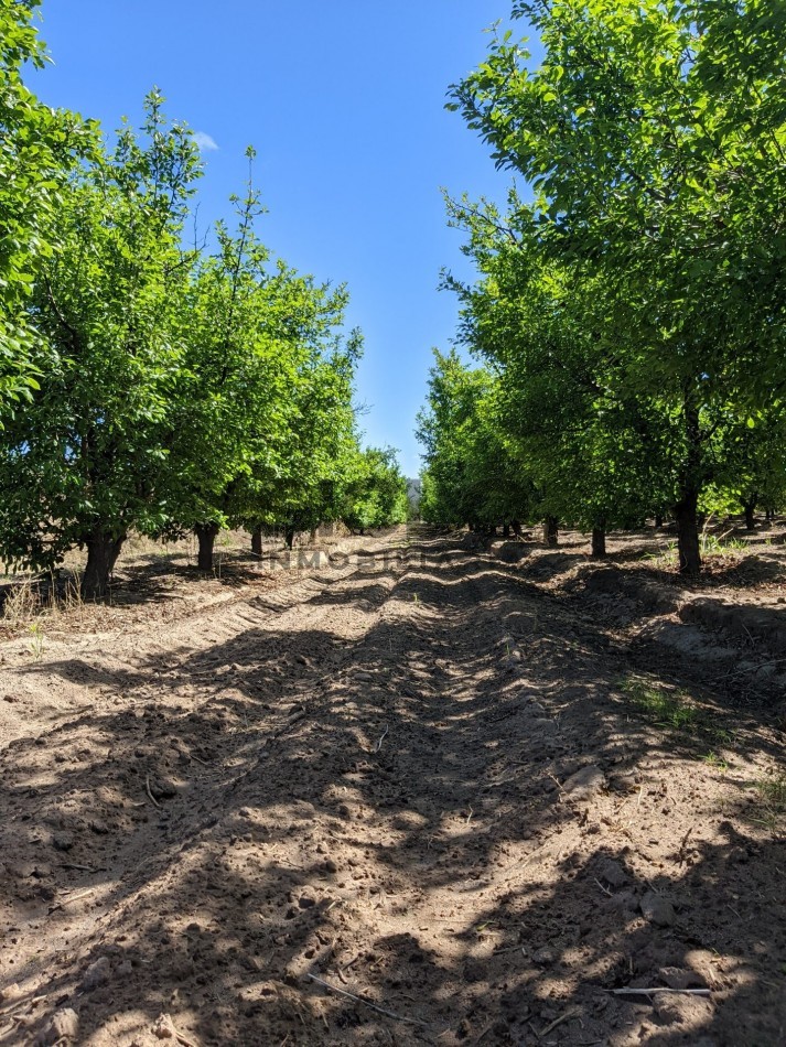 VENDO FINCA  EN  COLONIA LOPEZ - VILLA ATUEL - SAN RAFAEL- MENDOZA