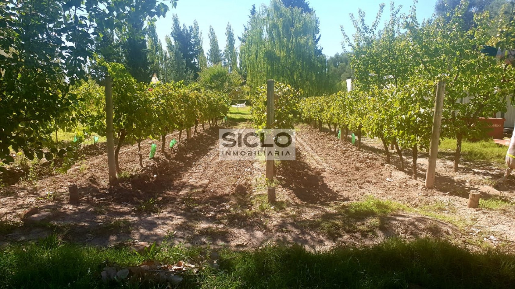 Oportunidad de inversion: Finca de 6ha. con viñedo, en San Rafael,  Mendoza