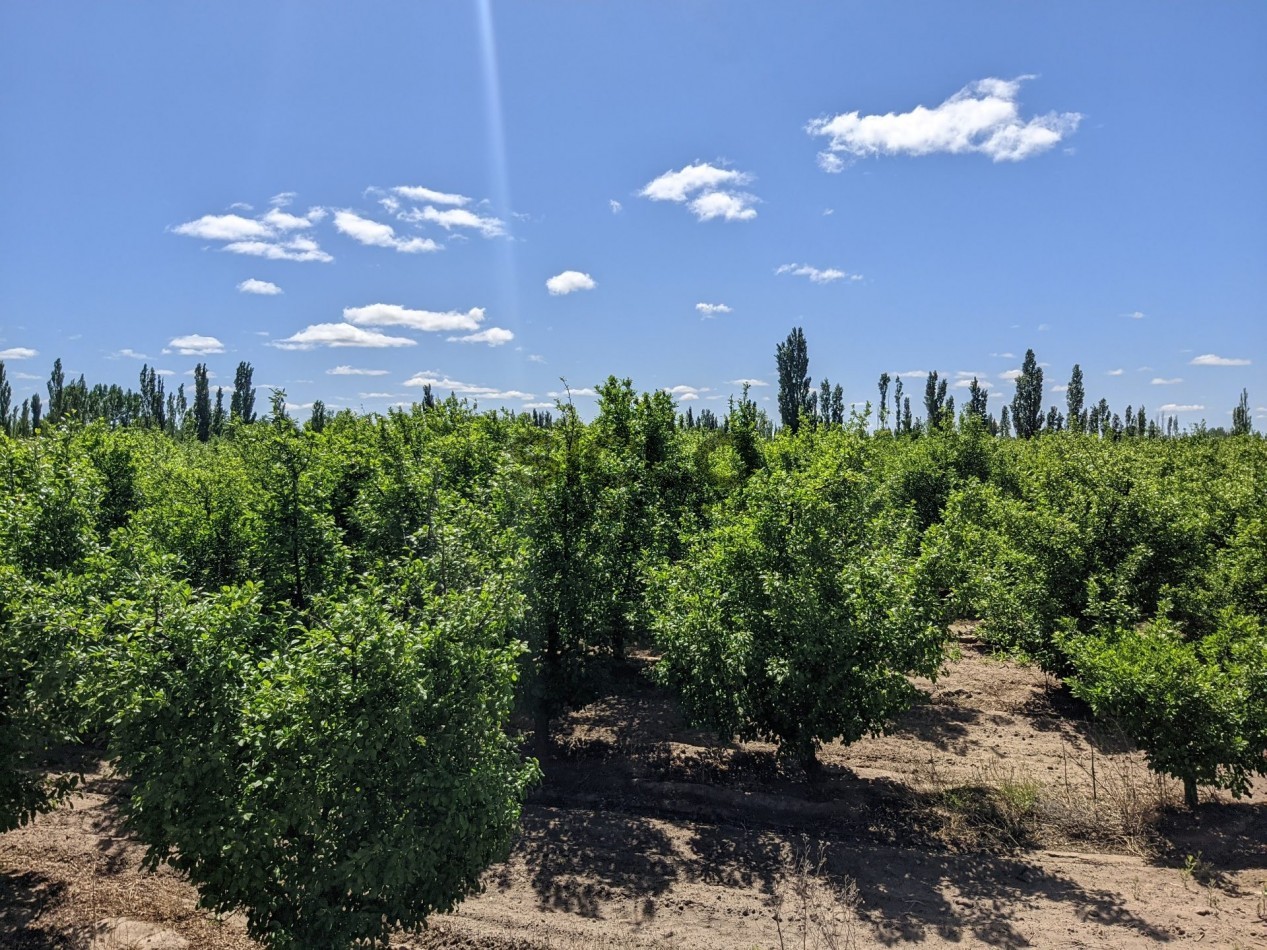 VENDO FINCA  EN  COLONIA LOPEZ - VILLA ATUEL - SAN RAFAEL- MENDOZA