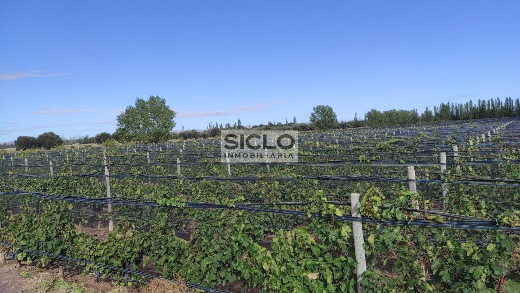 Oportunidad de inversion: Finca de 6ha. con viñedo, en San Rafael,  Mendoza