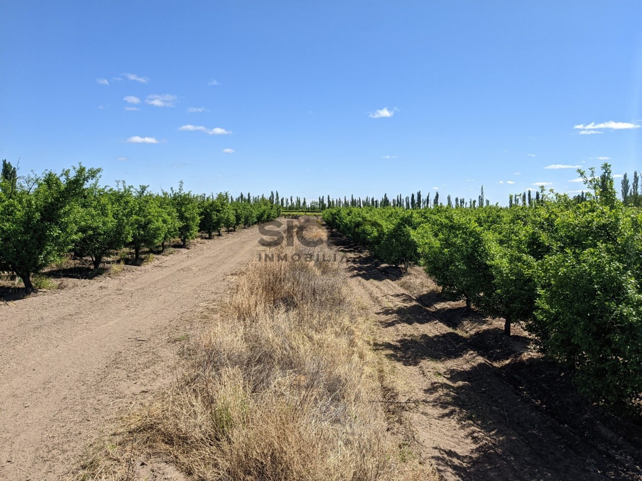 VENDO FINCA  EN  COLONIA LOPEZ - VILLA ATUEL - SAN RAFAEL- MENDOZA