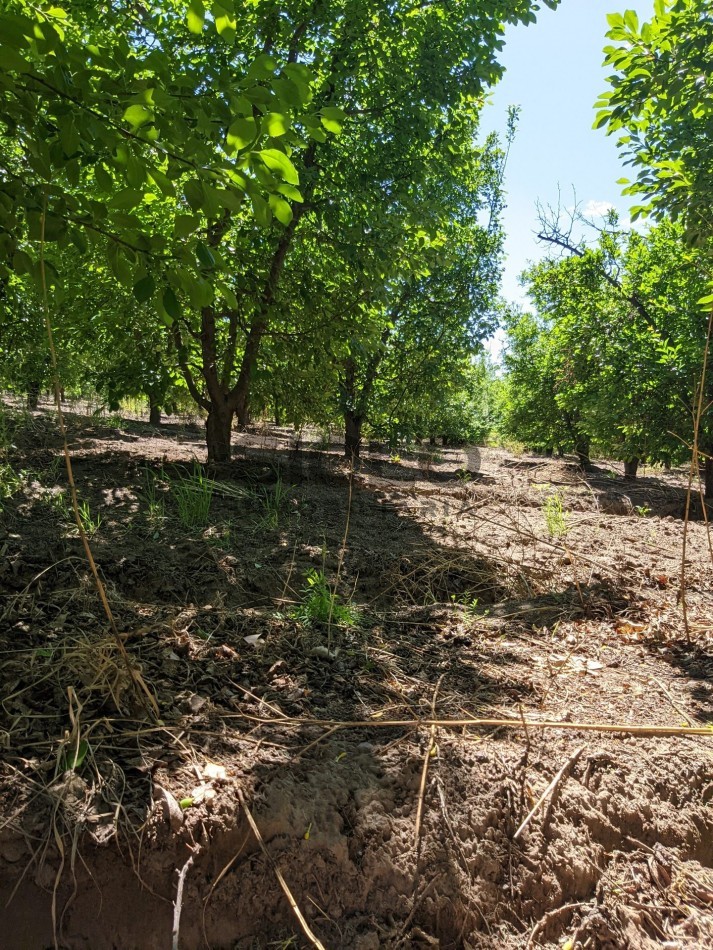 VENDO FINCA  EN  COLONIA LOPEZ - VILLA ATUEL - SAN RAFAEL- MENDOZA