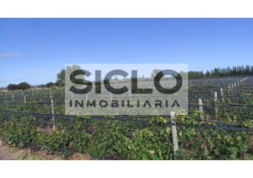Oportunidad de inversion: Finca de 6ha. con viñedo, en San Rafael,  Mendoza